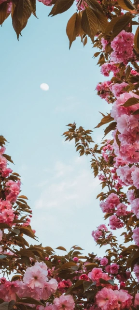 Pink Flowers Framing Sky