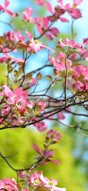 Pink Flowers on Branch