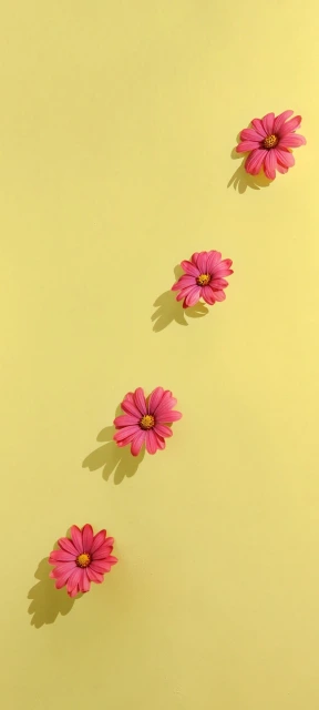 Pink Flowers on Yellow Background