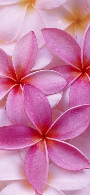Pink Flowers with Dew 1