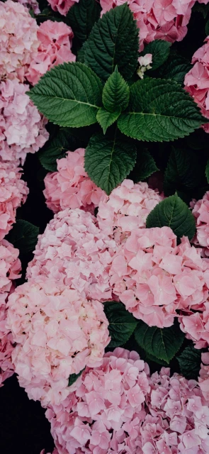 Pink Hydrangeas with Green Leaves