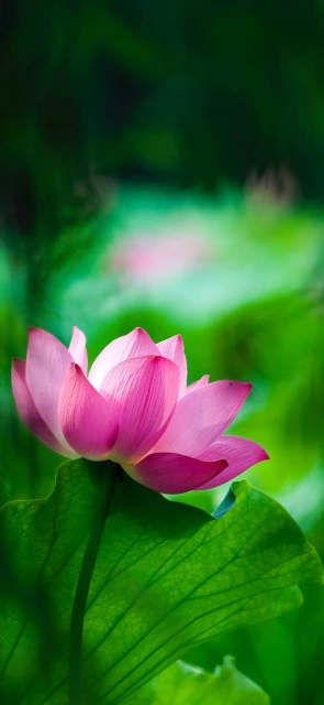 Pink Lotus Flower 1