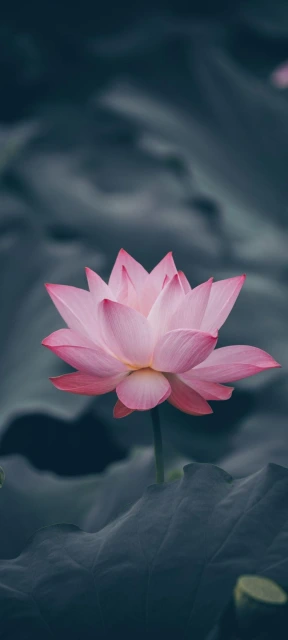 Pink Lotus Flower