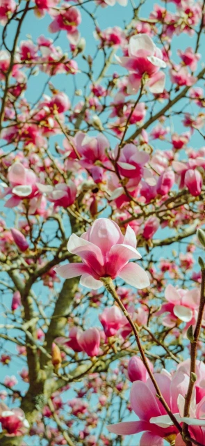 Pink Magnolia Blossoms