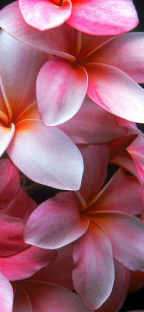 Pink Plumeria Flowers