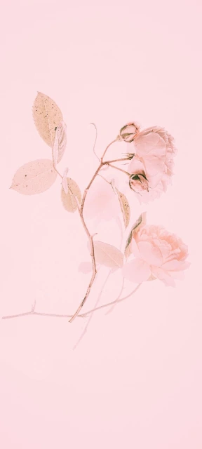 Pink Rose Branches
