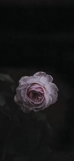 Pink Rose on Dark Background