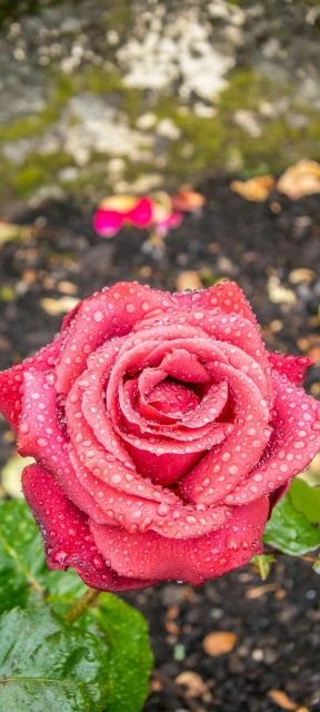 Pink Rose with Dew 1