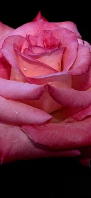 Pink Rose with Dew