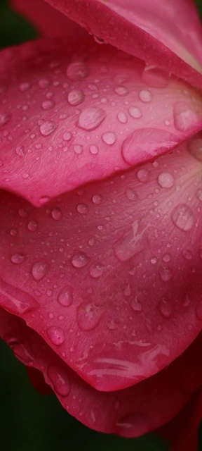 Pink Rose with Dewdrops