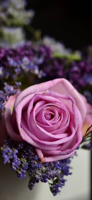Pink Rose with Lavender
