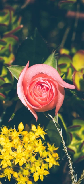 Pink Rose with Yellow Flowers