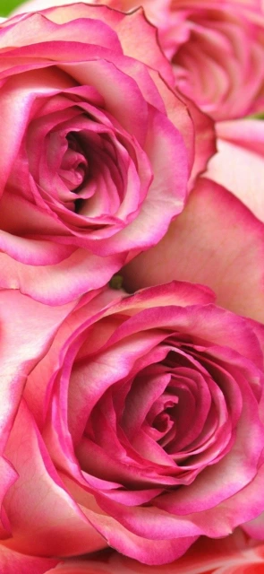 Pink Roses Close Up 1