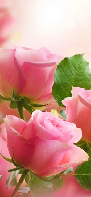Pink Roses Close Up