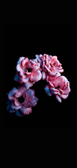 Pink Roses on Black Background
