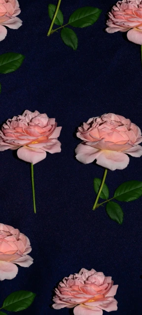 Pink Roses on Dark Background 1