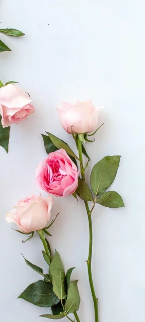 Pink Roses on White Background