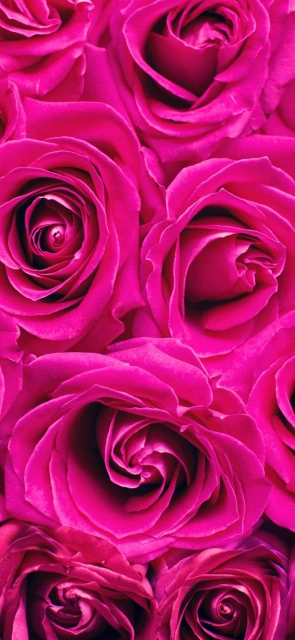 Pink Roses Wallpaper 2