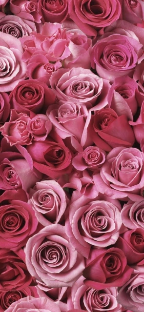 Pink Roses Wallpaper