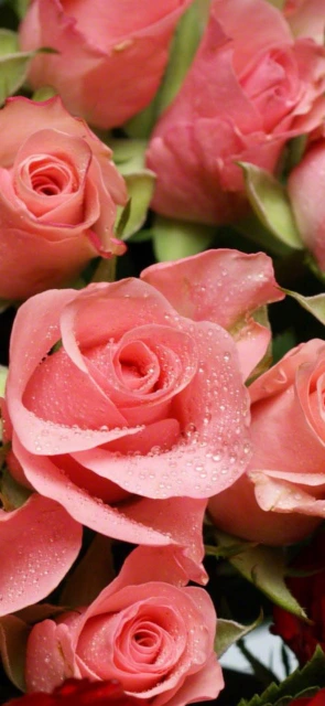 Pink Roses with Dew