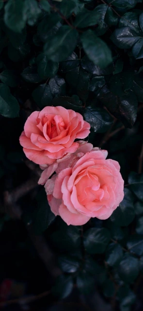 Pink Roses with Green Leaves