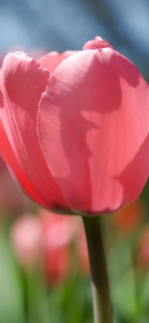 Pink Tulip Close Up 1