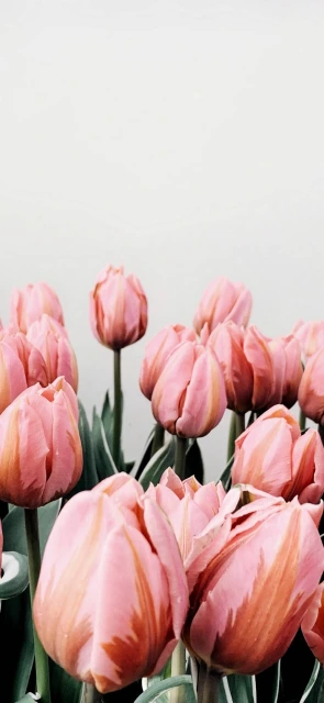 Pink Tulips Close Up 1