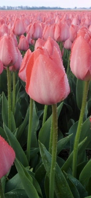 Pink Tulips Field