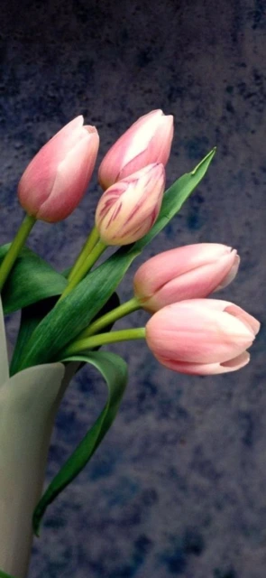Pink Tulips in Vase