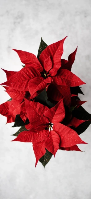 Poinsettia Plant Closeup