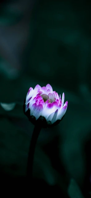 Purple and White Flower