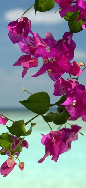 Purple Bougainvillea Branch