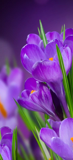 Purple Croc Flowers