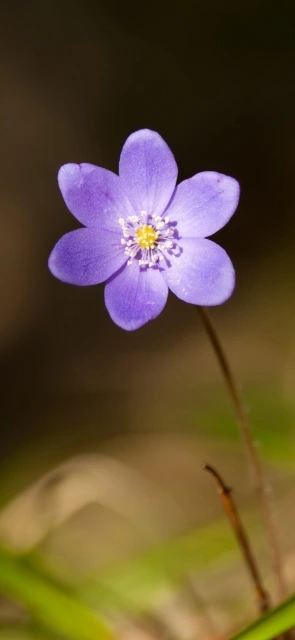 Purple Flower Close Up 1