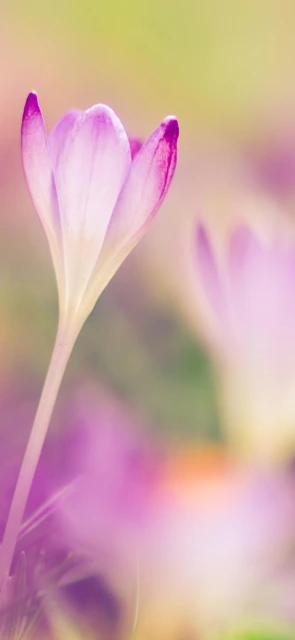 Purple Flower Close up