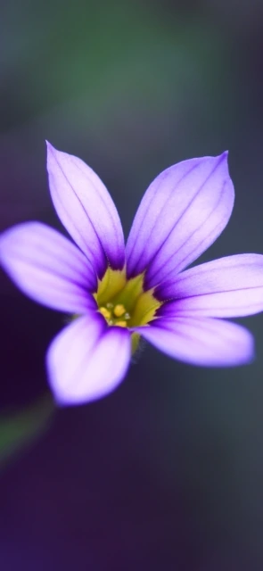 Purple Flower Closeup