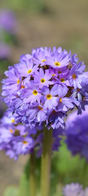 Purple Flower Cluster 1