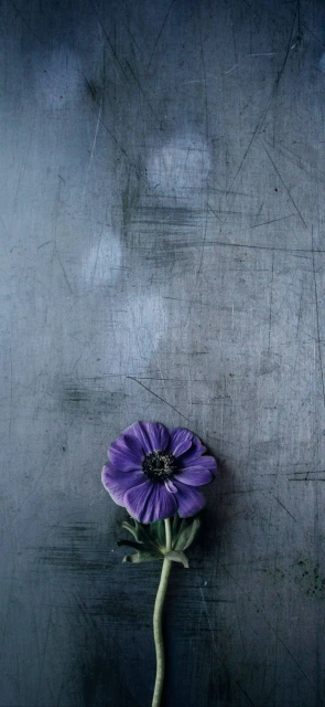 Purple Flower on Metal Surface