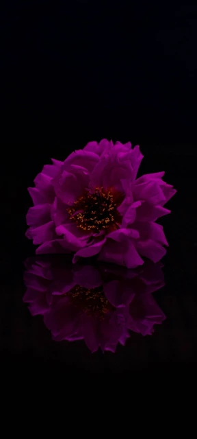 Purple Flower Reflection