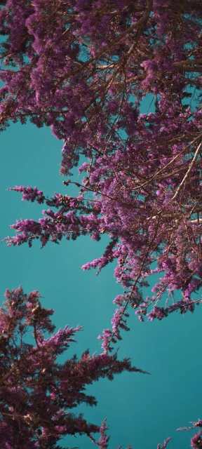 Purple Flowers Against Blue Sky