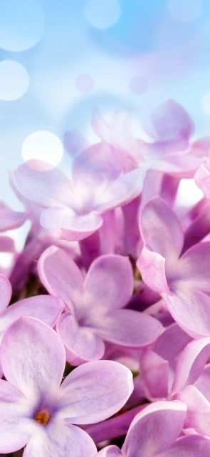 Purple Flowers Background