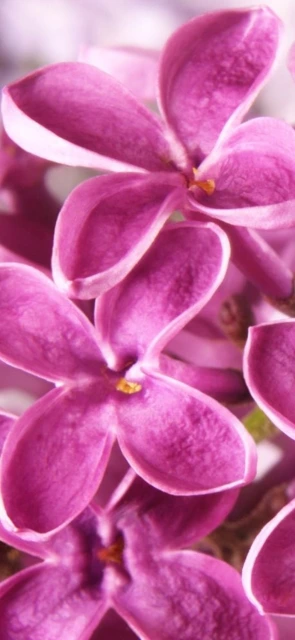 Purple Flowers Close Up 2