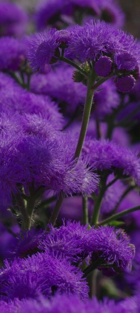 Purple Flowers Close Up 3