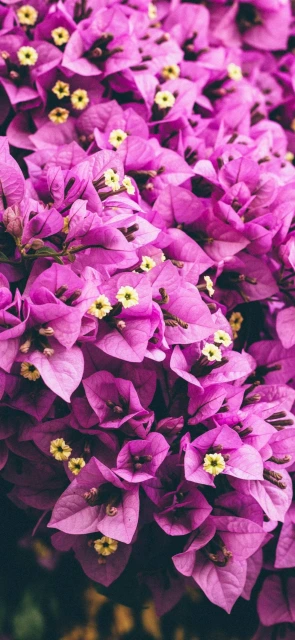 Purple Flowers Close up