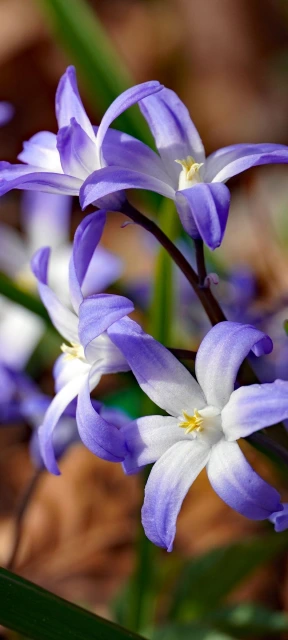 Purple Flowers Close Up 6