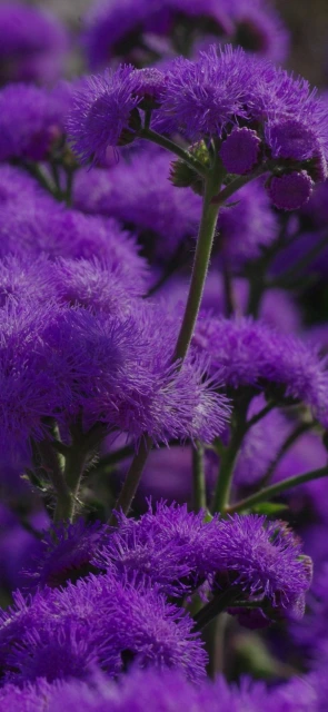 Purple Flowers Close Up 7