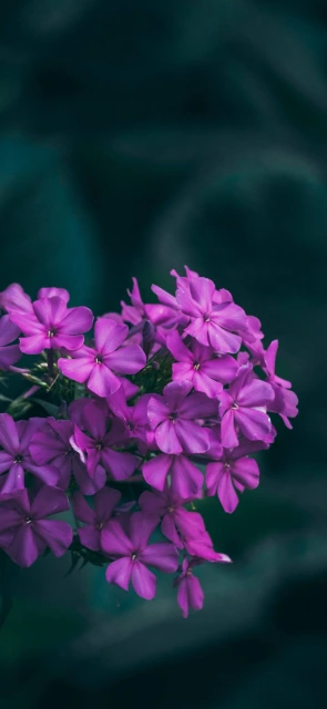 Purple Flowers Close Up 8