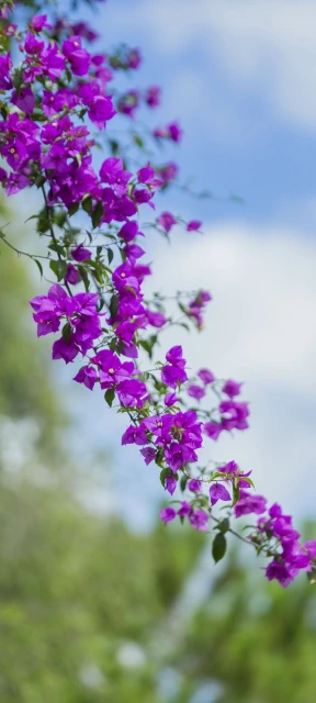 Purple Flowers in Branch