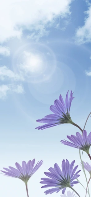 Purple Flowers Sky Background