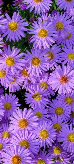 Purple Flowers with Bee